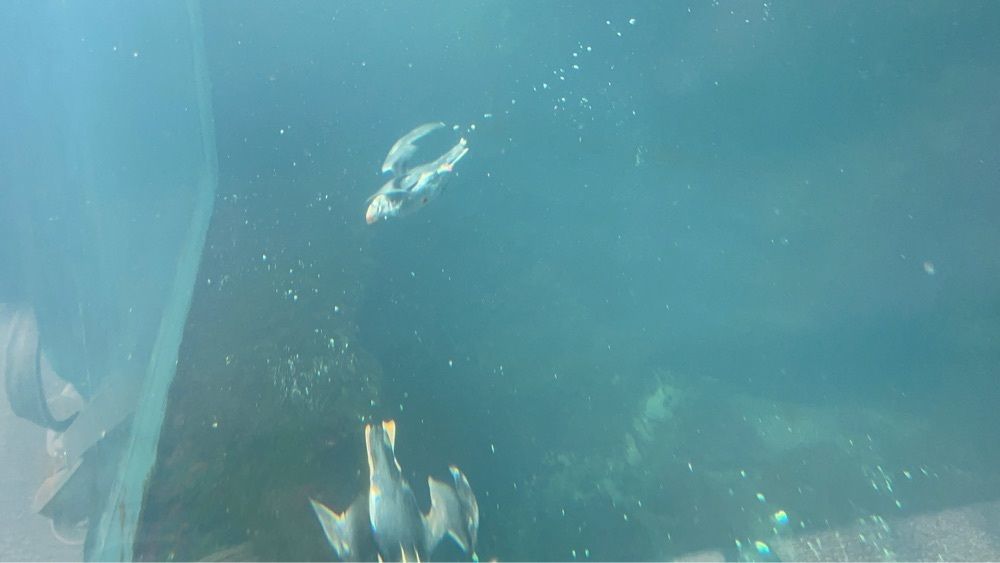 M＆Mさんが投稿したアクアマリンふくしま（aquamarine Fukushima）に関する口コミの画像