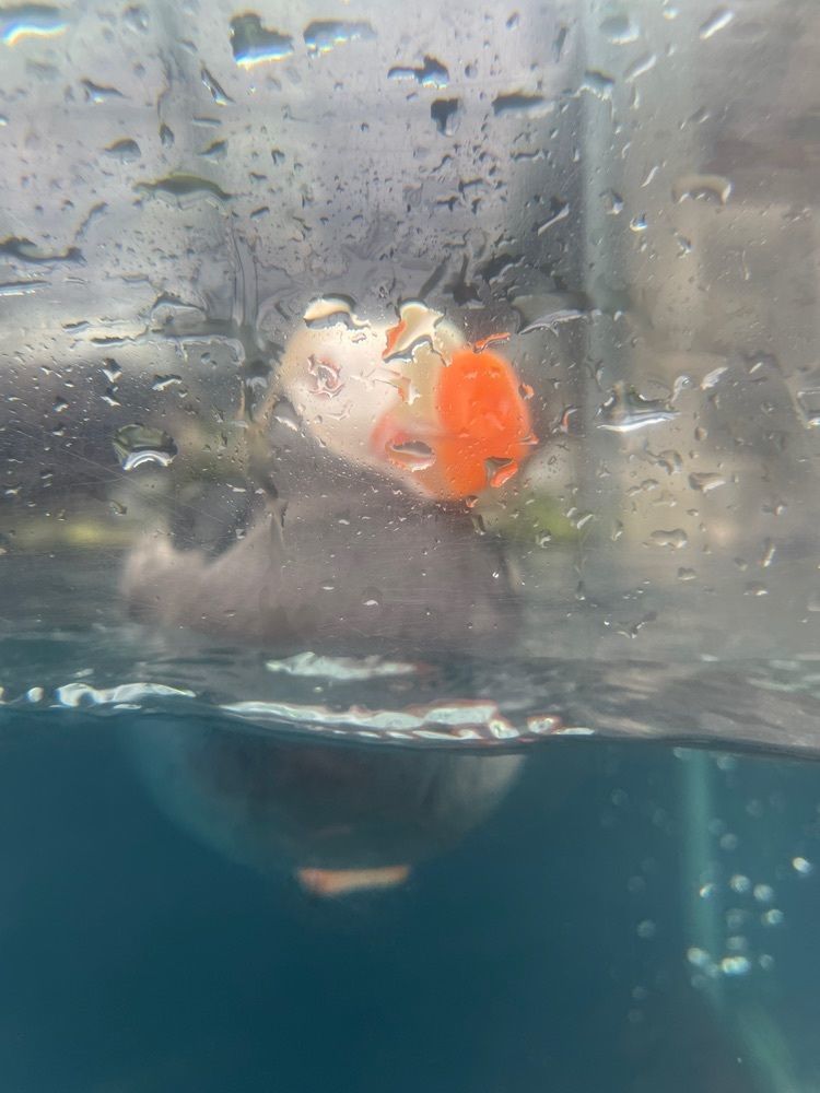 M＆Mさんが投稿したアクアマリンふくしま（aquamarine Fukushima）に関する口コミの画像