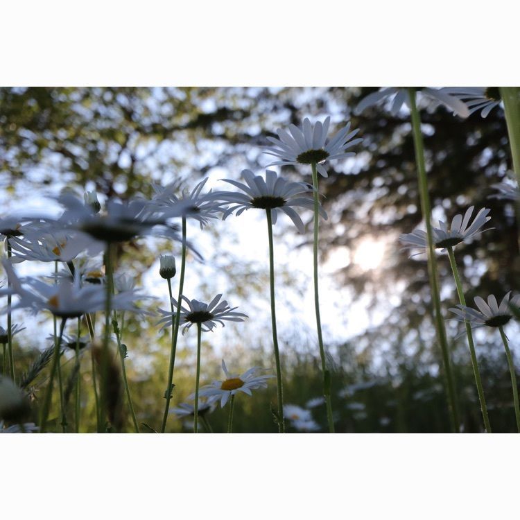 あっけさんが投稿した置賜公園ハーブガーデンに関する口コミの画像