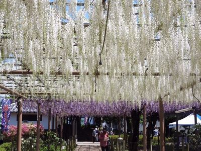 曼陀羅寺公園の藤 8枚目