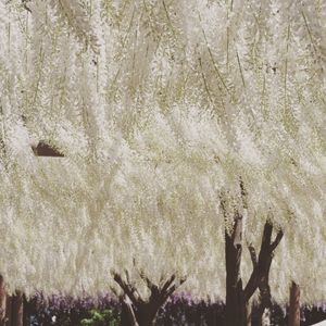 曼陀羅寺公園の藤 7枚目