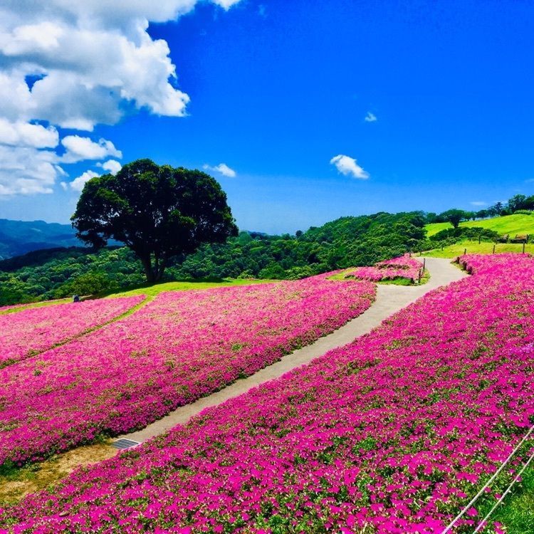 #マザー牧場 #芝桜 #フォトジェニック