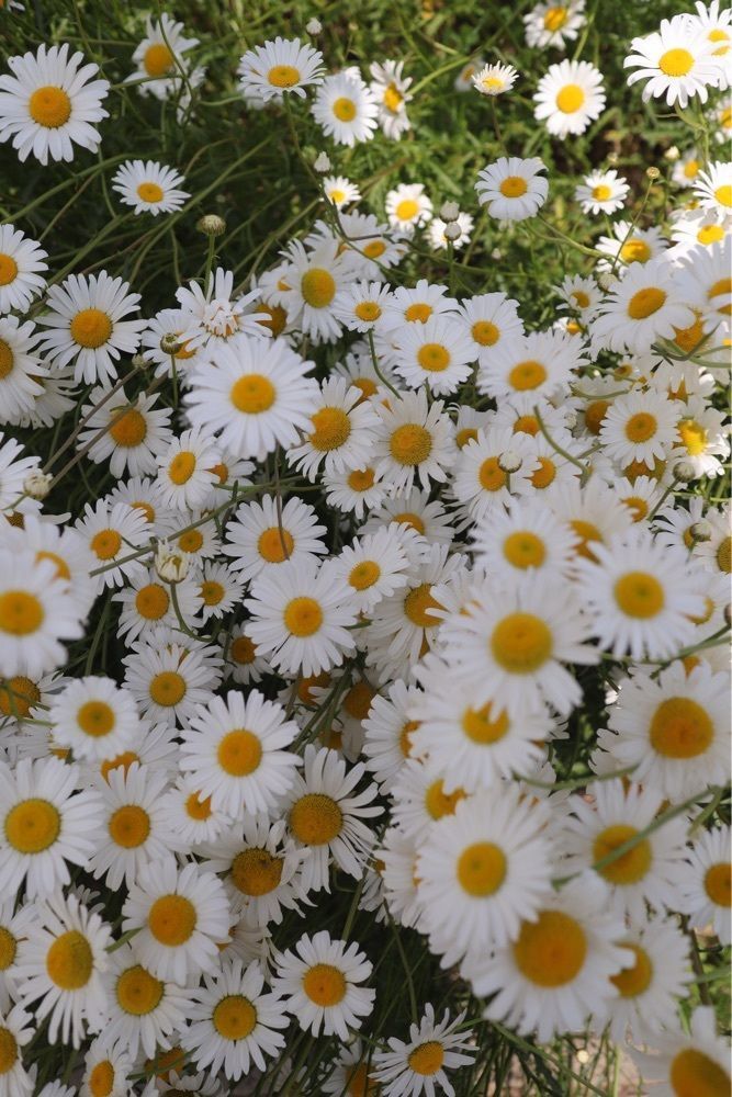 あっけさんが投稿した山辺町玉虫沼農村公園かおりの広場に関する口コミの画像