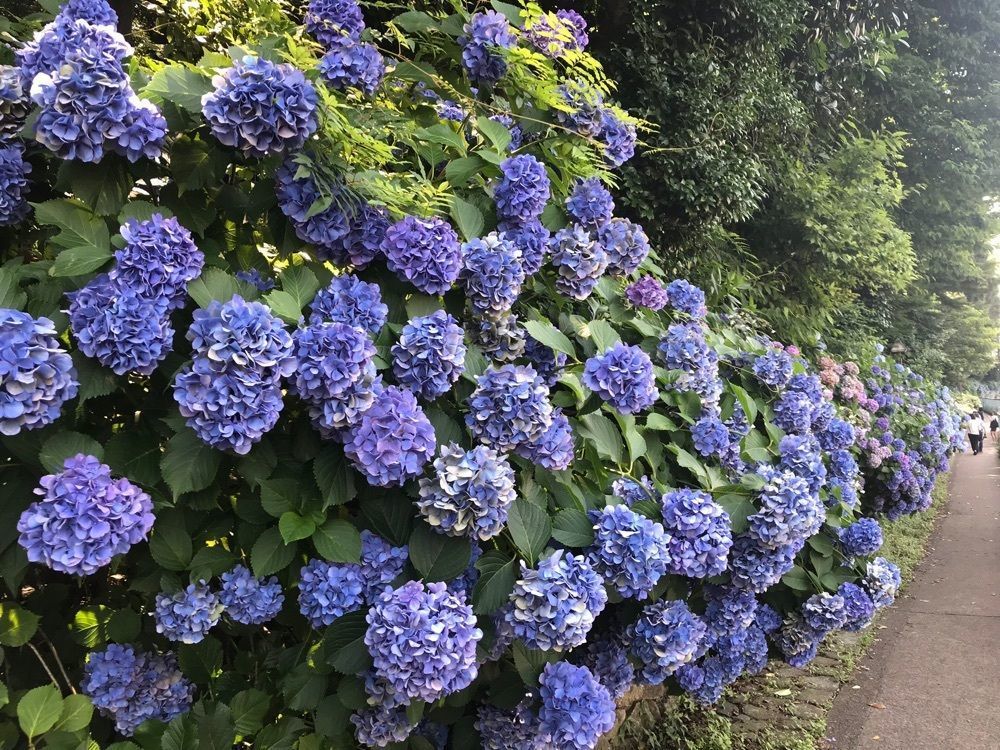 augustriver12さんが投稿した飛鳥の小径に関する口コミの画像
