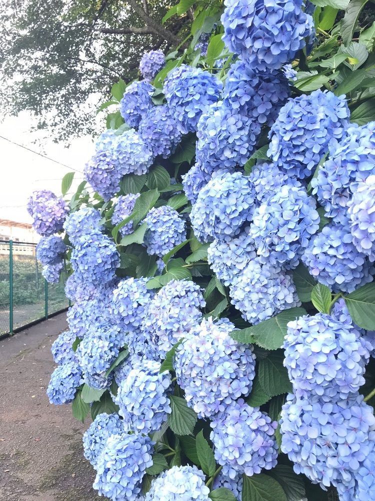 augustriver12さんが投稿した飛鳥の小径に関する口コミの画像