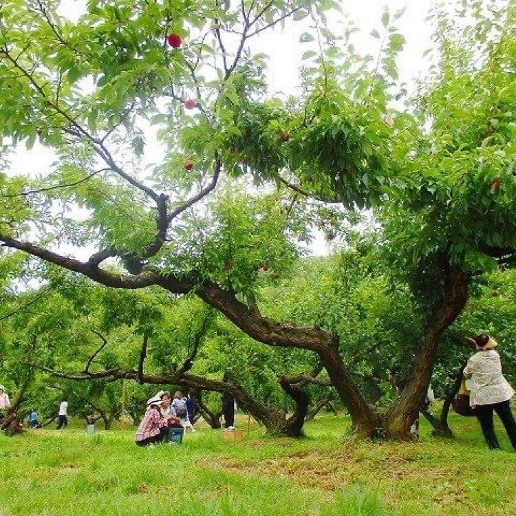 ＤＪゴン太さんが投稿した和気町に関する口コミの画像