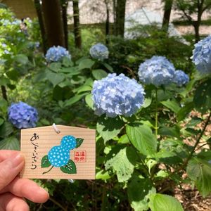 極楽寺のあじさい 2枚目