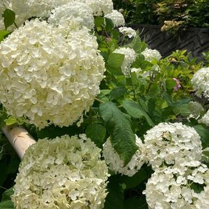 極楽寺のあじさい 3枚目