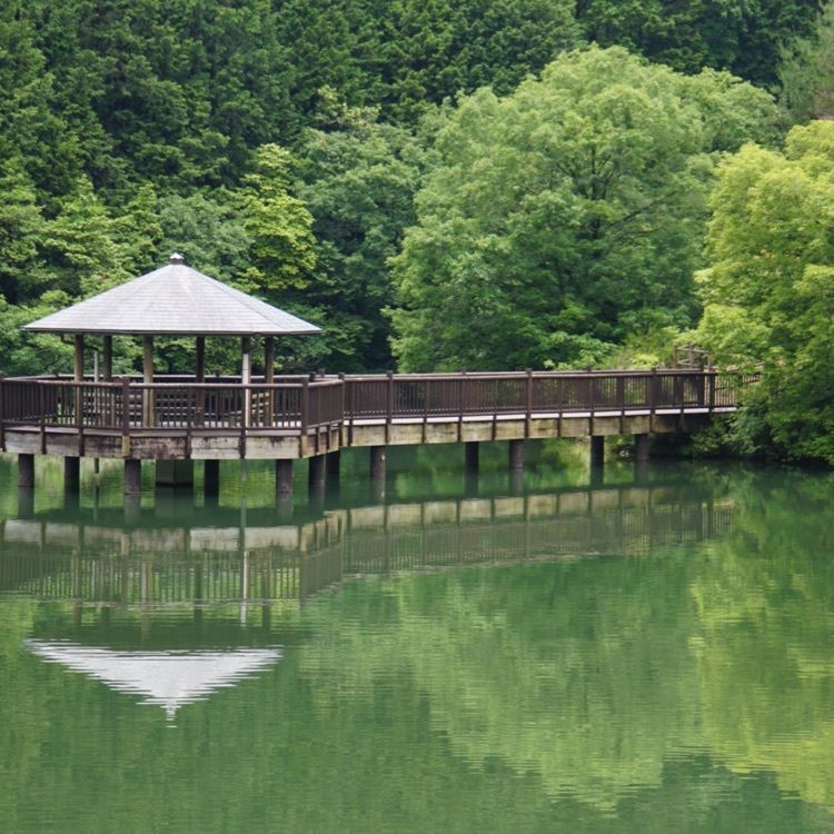 雑草の画像