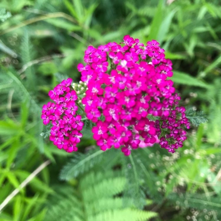 まきさんが投稿した花と喫茶　さくやに関する口コミの画像