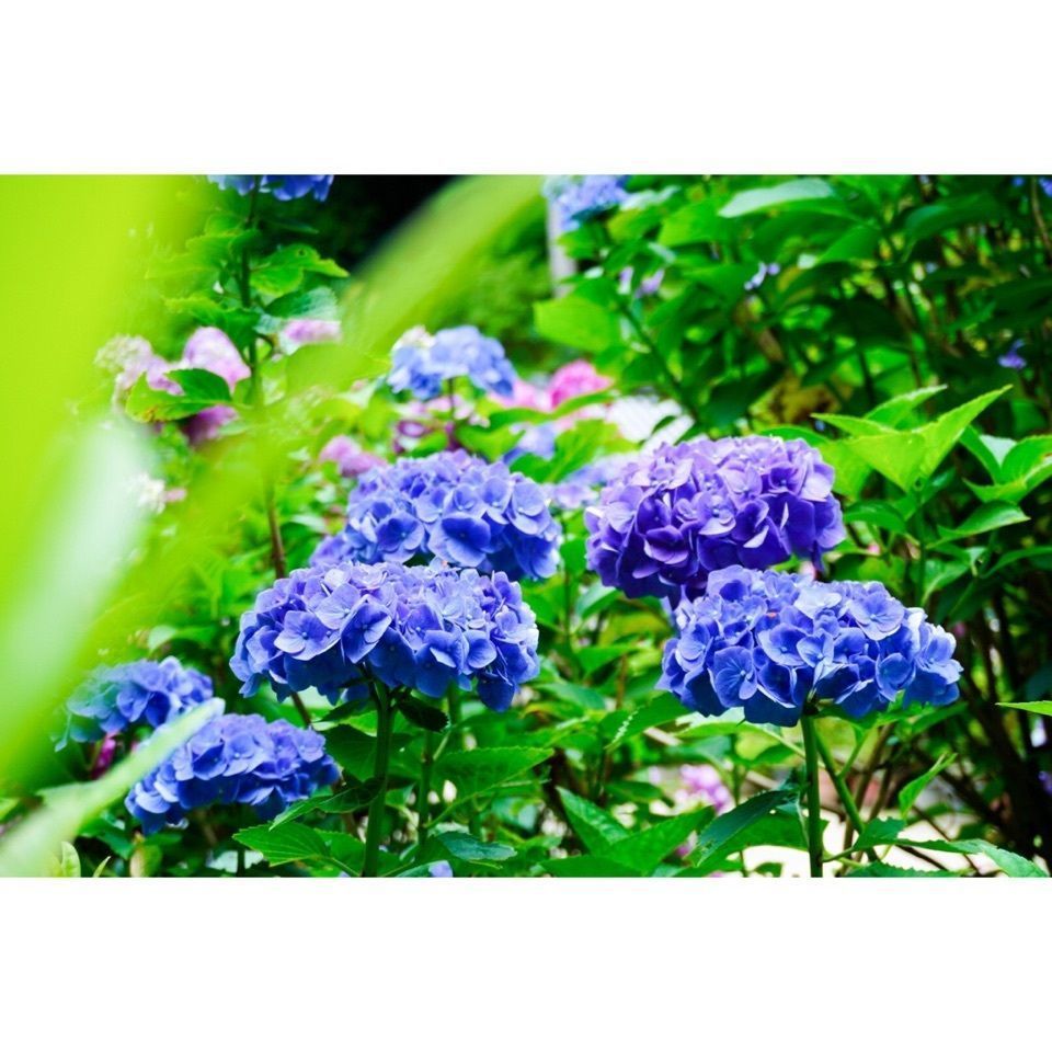 urban_garden_243aさんが投稿した岩船寺に関する口コミの画像