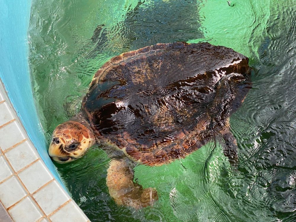 鉄道王さんが投稿した紀宝町ウミガメ公園お食事＆喫茶コーナーに関する口コミの画像