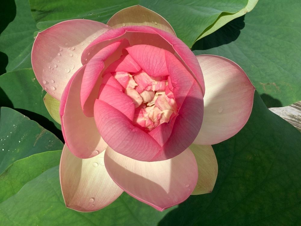 festive_garden_7486さんが投稿した唐比ハス園に関する口コミの画像