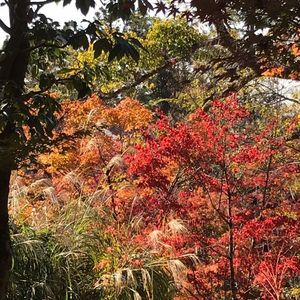 永観堂（禅林寺）
