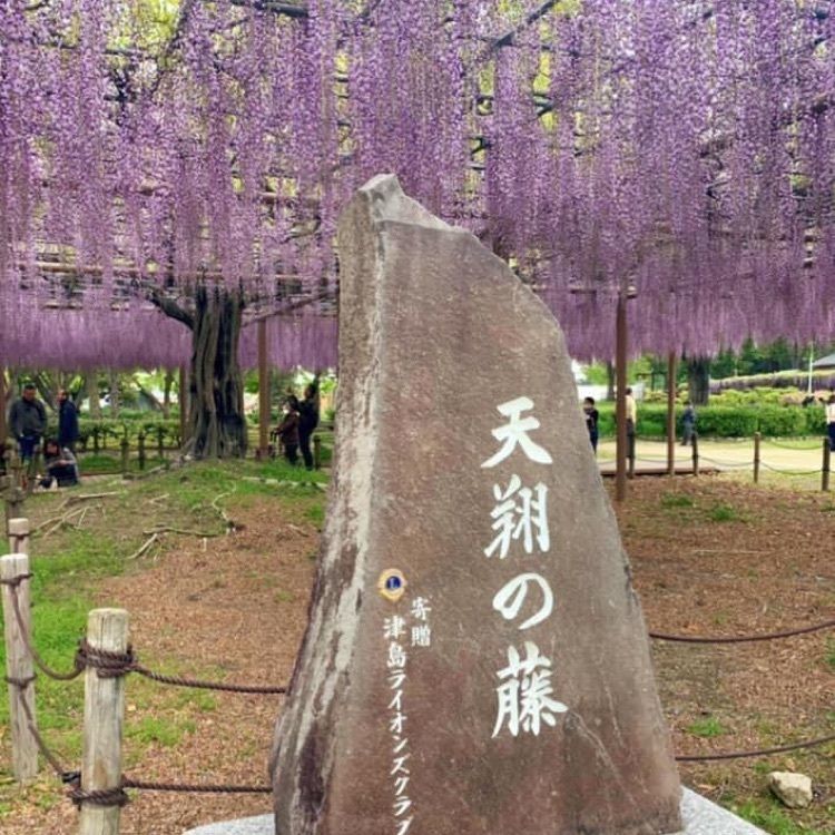 ＤＪゴン太さんが投稿した天王川公園の藤に関する口コミの画像