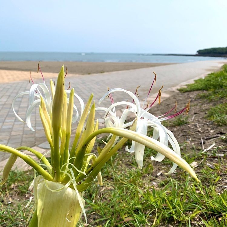 noraさんが投稿したアッパーヤード AOSHIMA BEACH PARKに関する口コミの画像