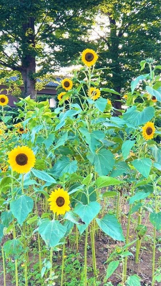 miiさんが投稿した岸井農園に関する口コミの画像