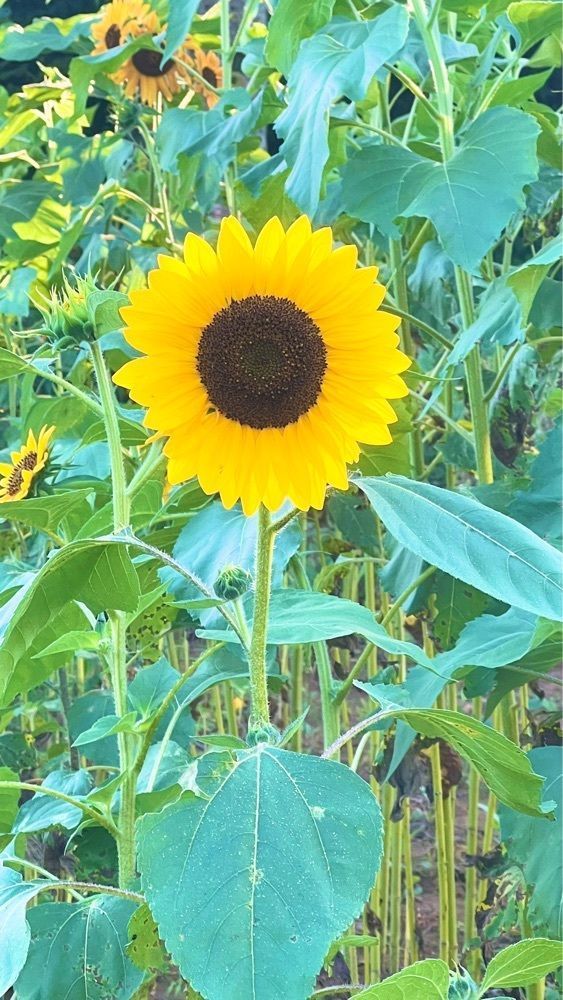 miiさんが投稿した岸井農園に関する口コミの画像