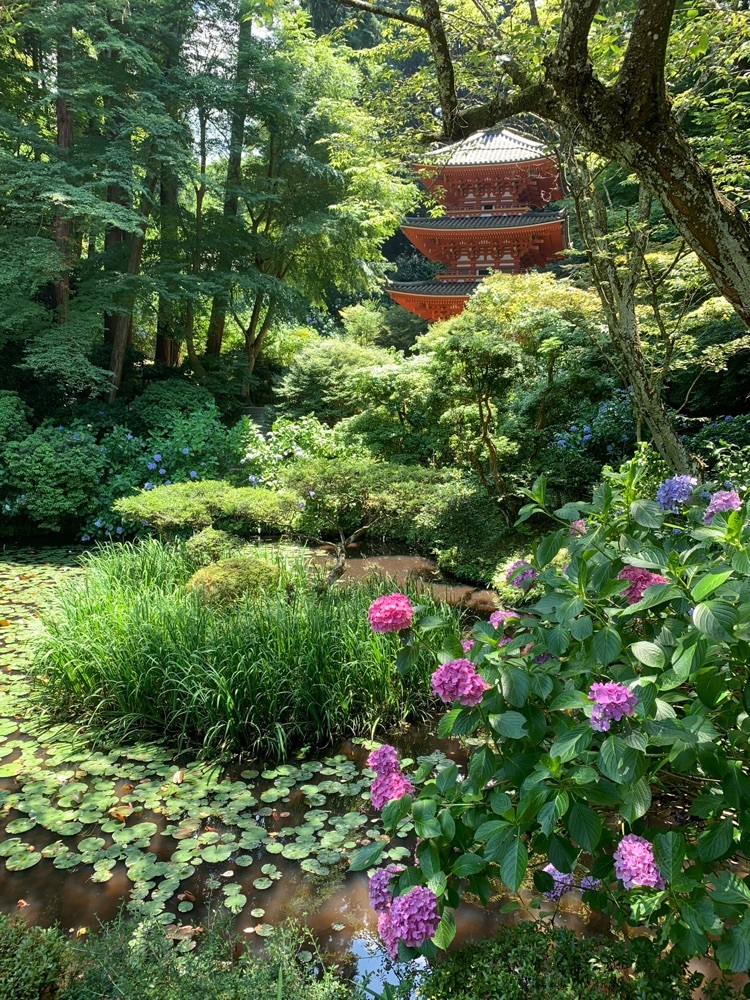 ステップさんが投稿した岩船寺のアジサイに関する口コミの画像