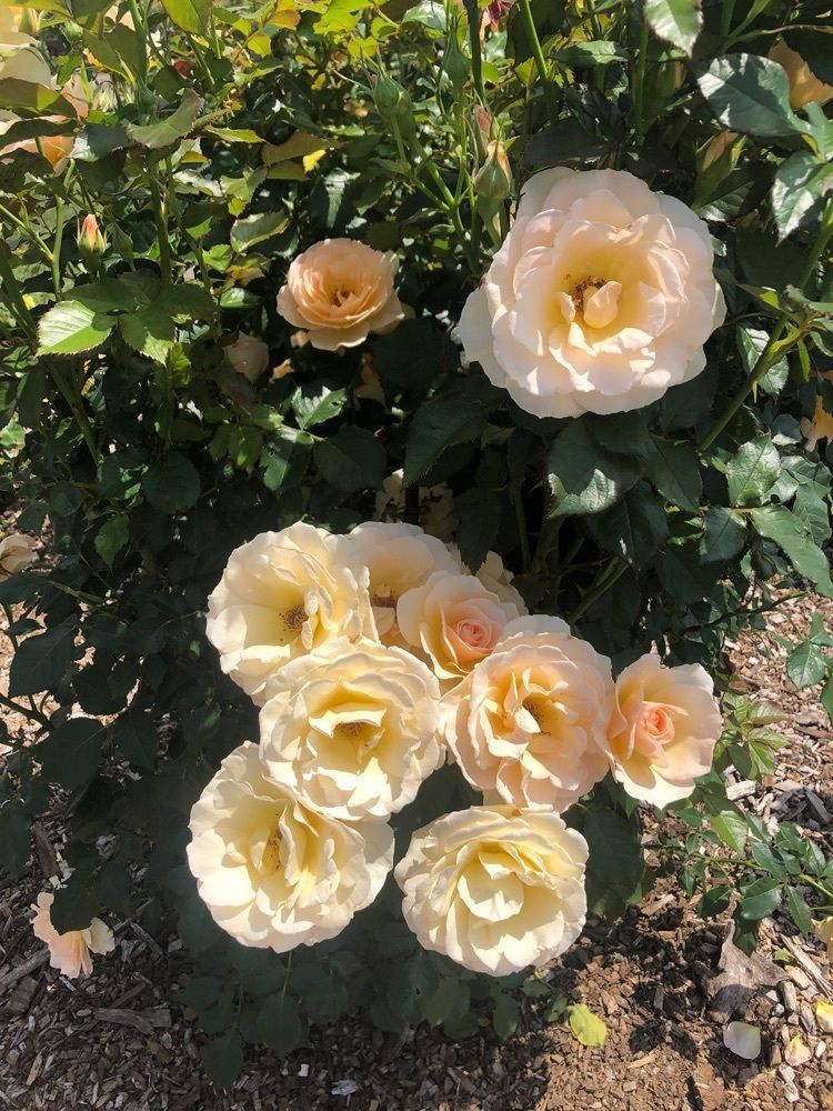 happy_walkingさんが投稿したいわみざわ公園バラに関する口コミの画像