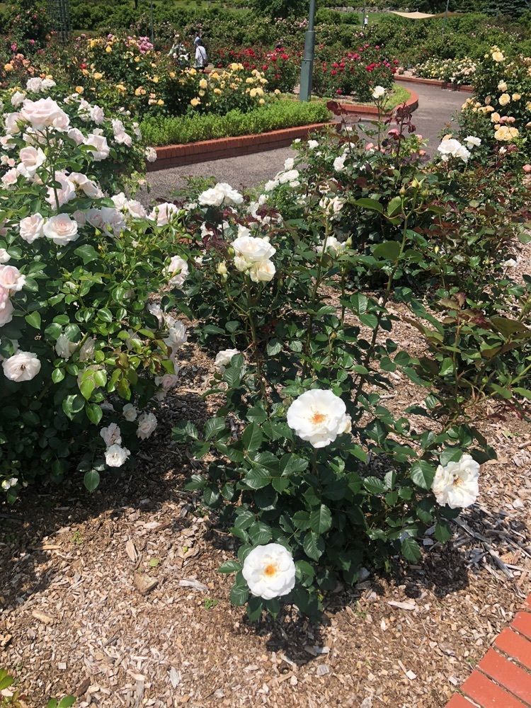 happy_walkingさんが投稿したいわみざわ公園バラに関する口コミの画像