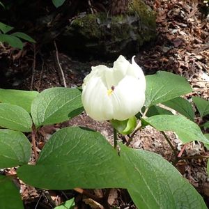 広戸仙(爪ケ城) 1枚目