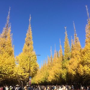 神宮外苑 いちょう並木
