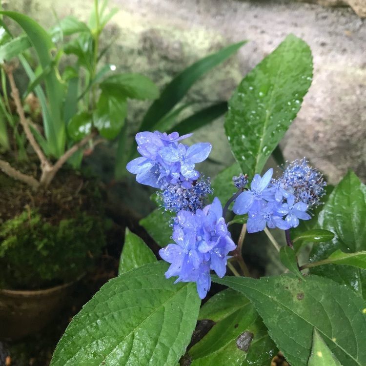 luckyさんが投稿した東雲の里あじさい峡に関する口コミの画像