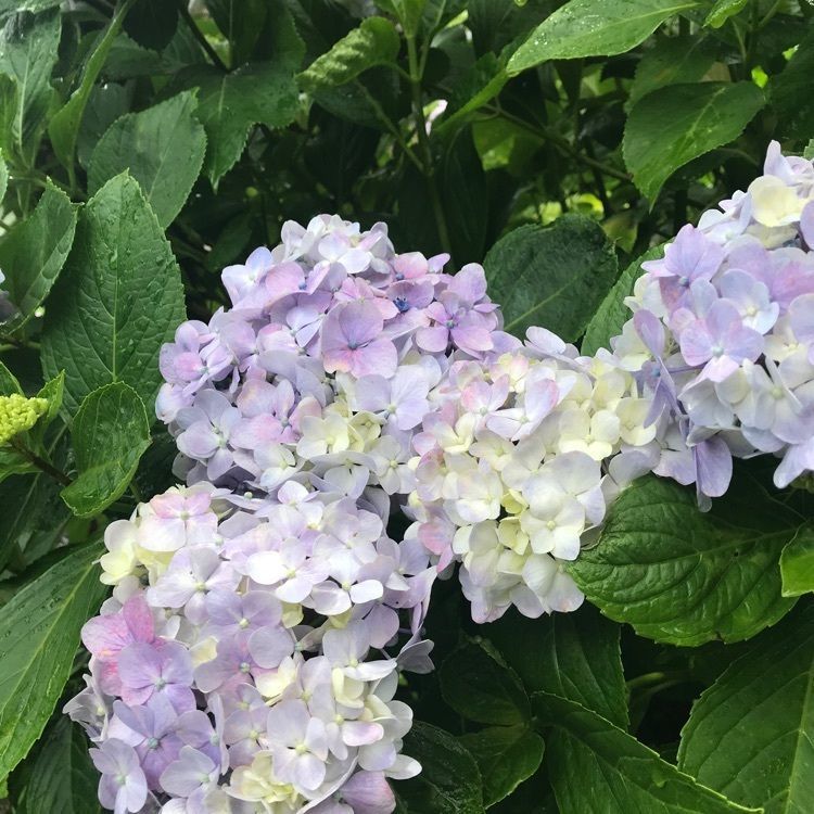 luckyさんが投稿した東雲の里あじさい峡に関する口コミの画像