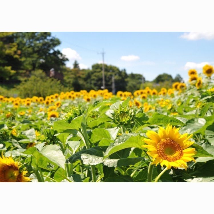  lahainaさんが投稿したあけぼの山農業公園に関する口コミの画像