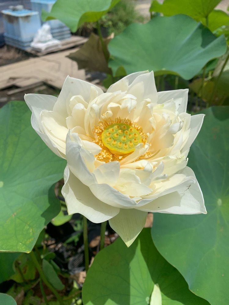 blossom&C7さんが投稿した城陽 旬菜市に関する口コミの画像