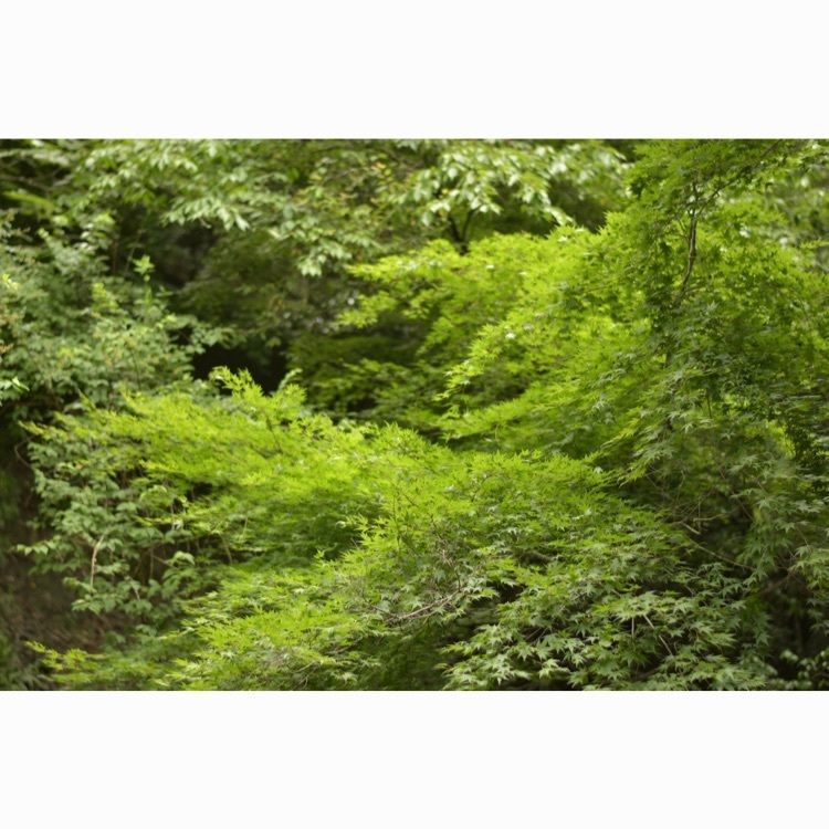 Hitomiさんが投稿した保津峡駅に関する口コミの画像