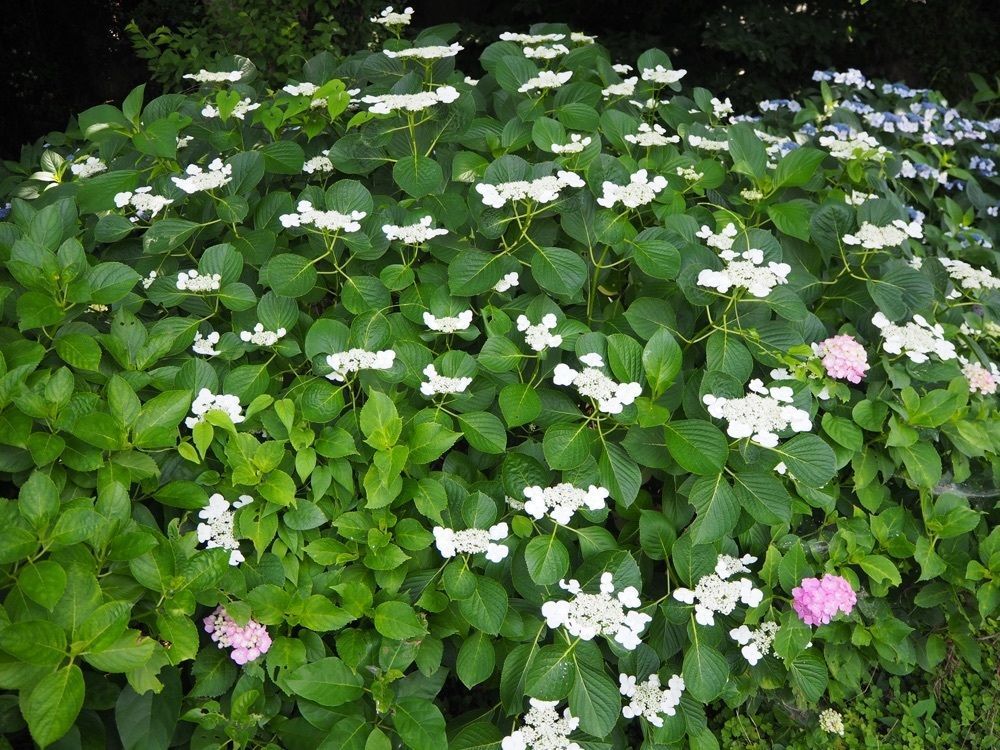 はっぴーさんが投稿した住吉自然公園に関する口コミの画像