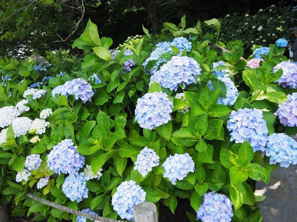 はっぴーさんが投稿した住吉自然公園に関する口コミの画像