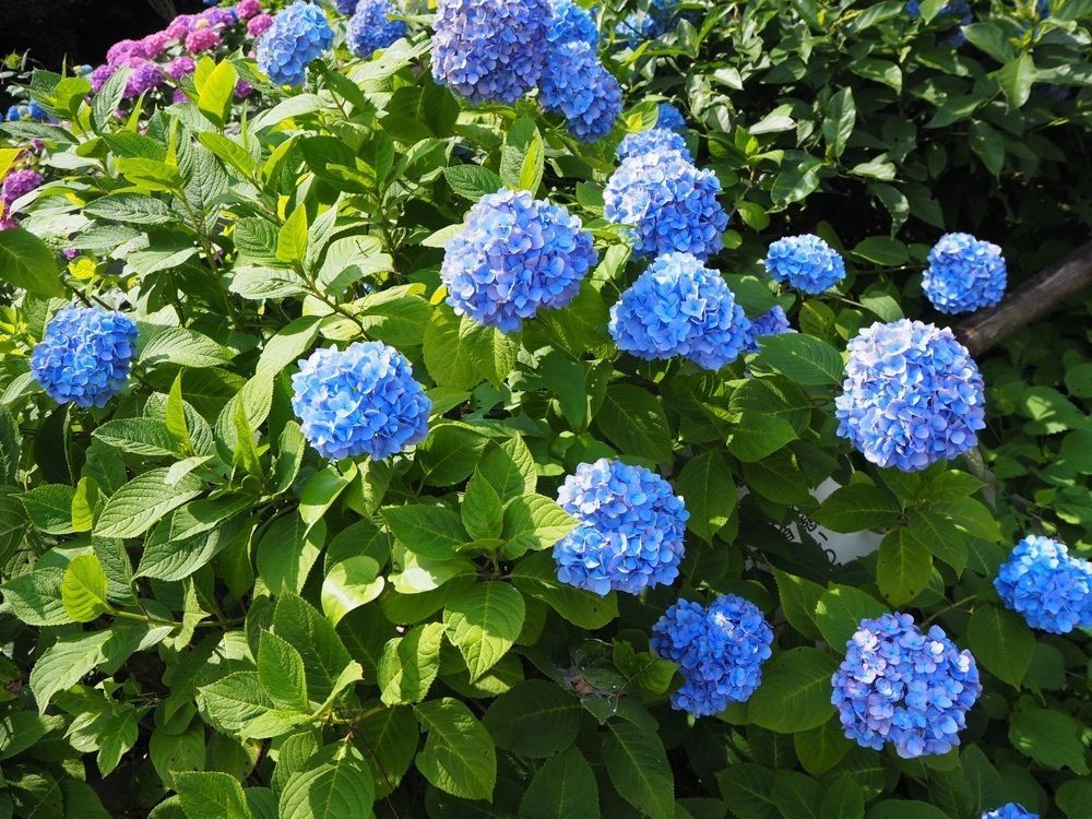 はっぴーさんが投稿した住吉自然公園に関する口コミの画像
