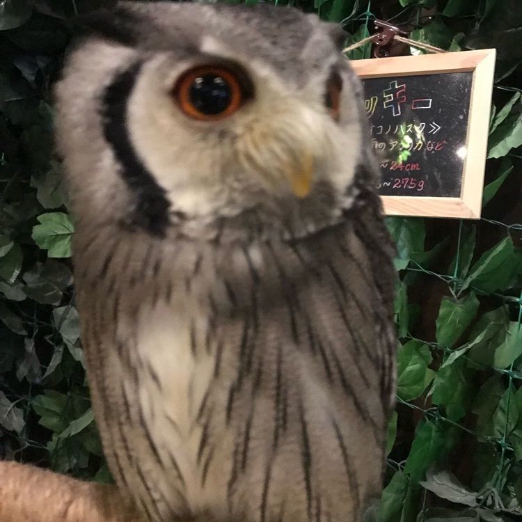 気まぐれなLさんが投稿したふくろうカフェ楽園に関する口コミの画像