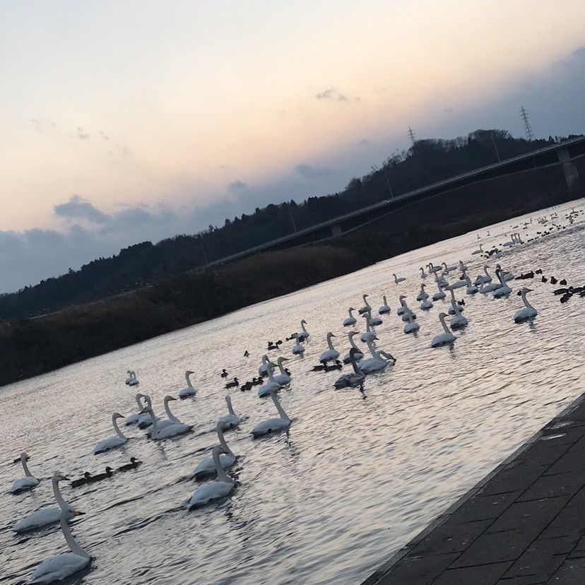 猫なぎ。さんが投稿した大河原公園に関する口コミの画像