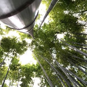 報国寺の竹林