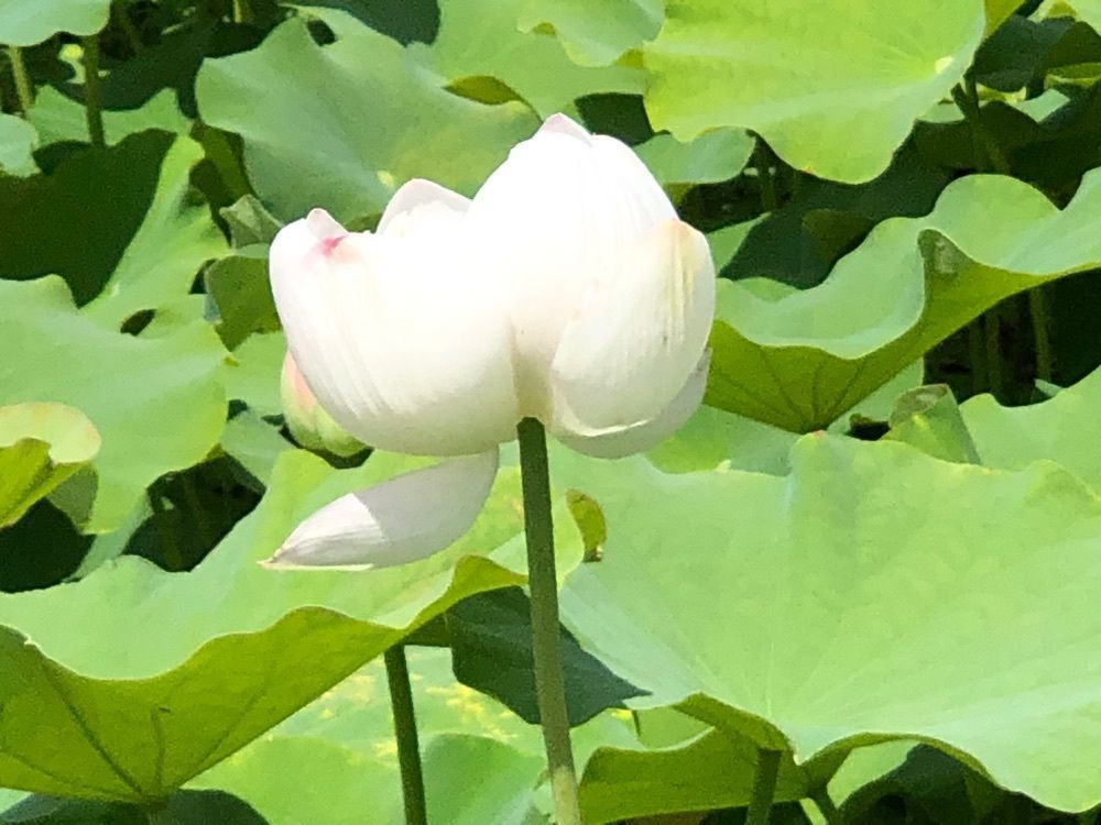 jun1216さんが投稿した信濃国分寺の蓮に関する口コミの画像