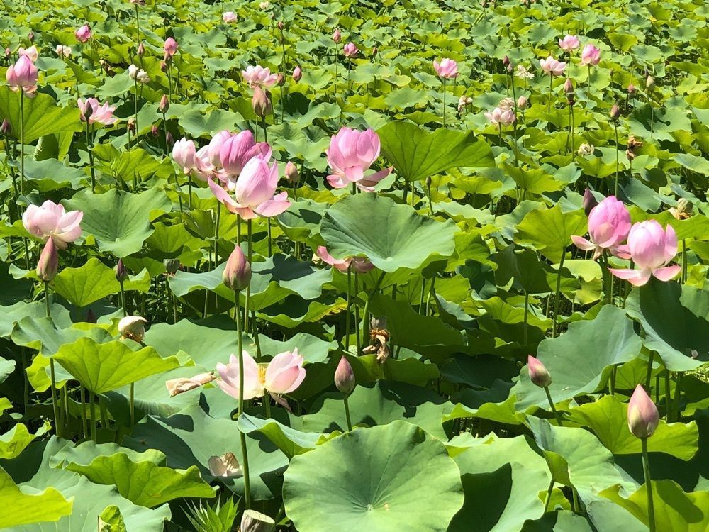jun1216さんが投稿した信濃国分寺の蓮に関する口コミの画像