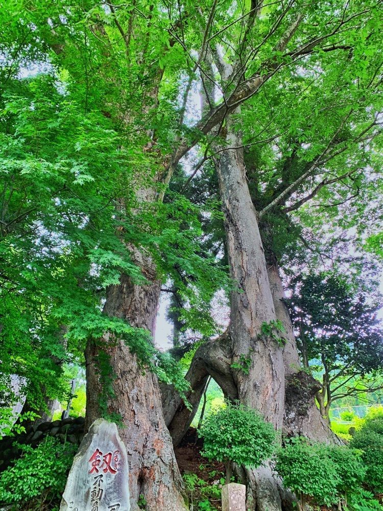 まさまさ　さまさんが投稿した妙雲寺に関する口コミの画像