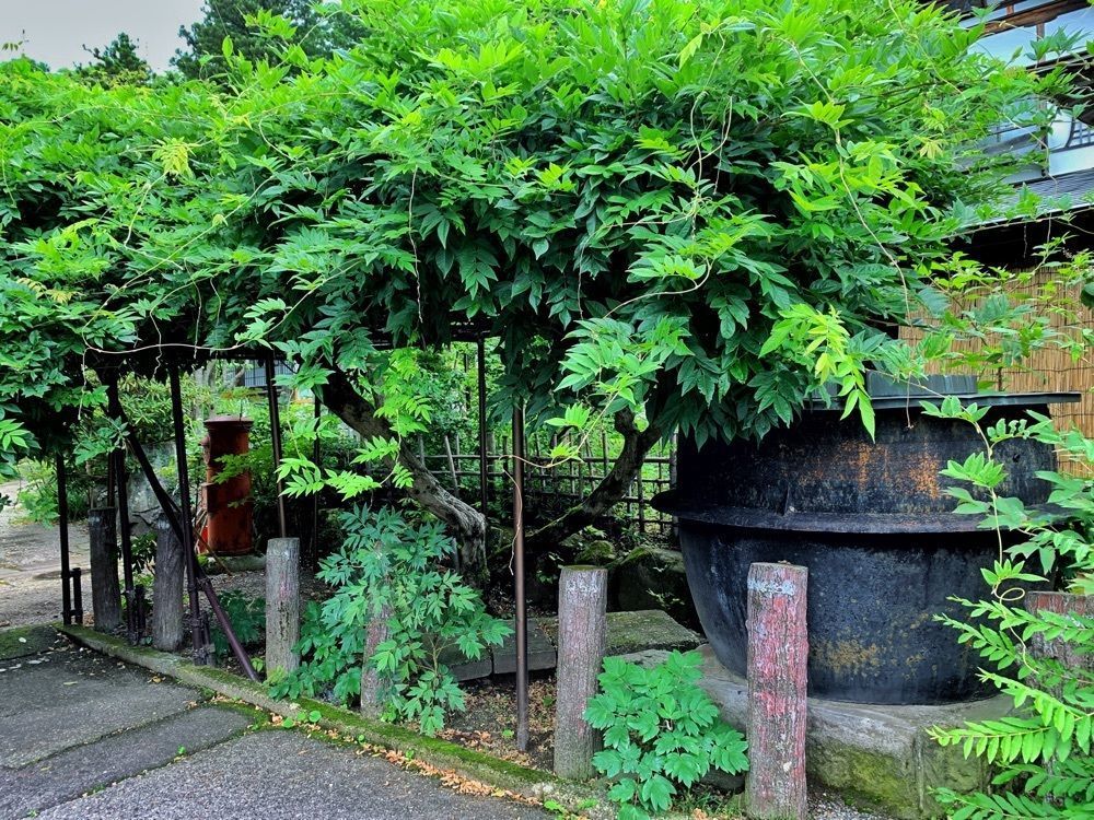 まさまさ　さまさんが投稿した妙雲寺に関する口コミの画像