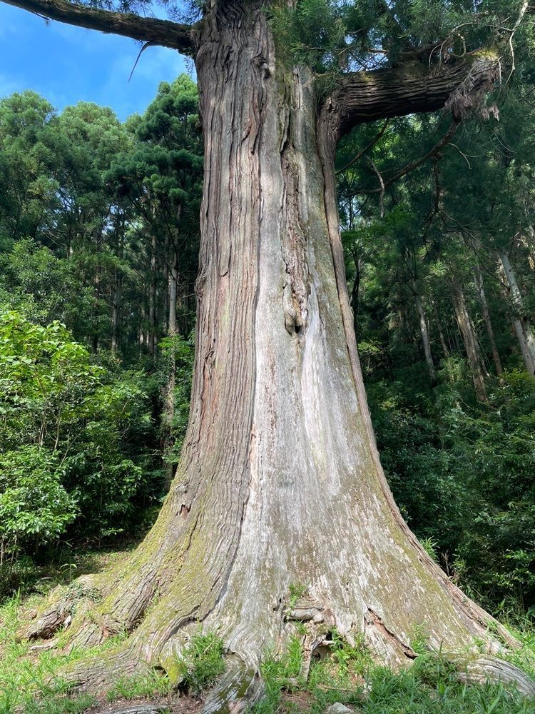 みーなさんが投稿した鷲原の大杉に関する口コミの画像