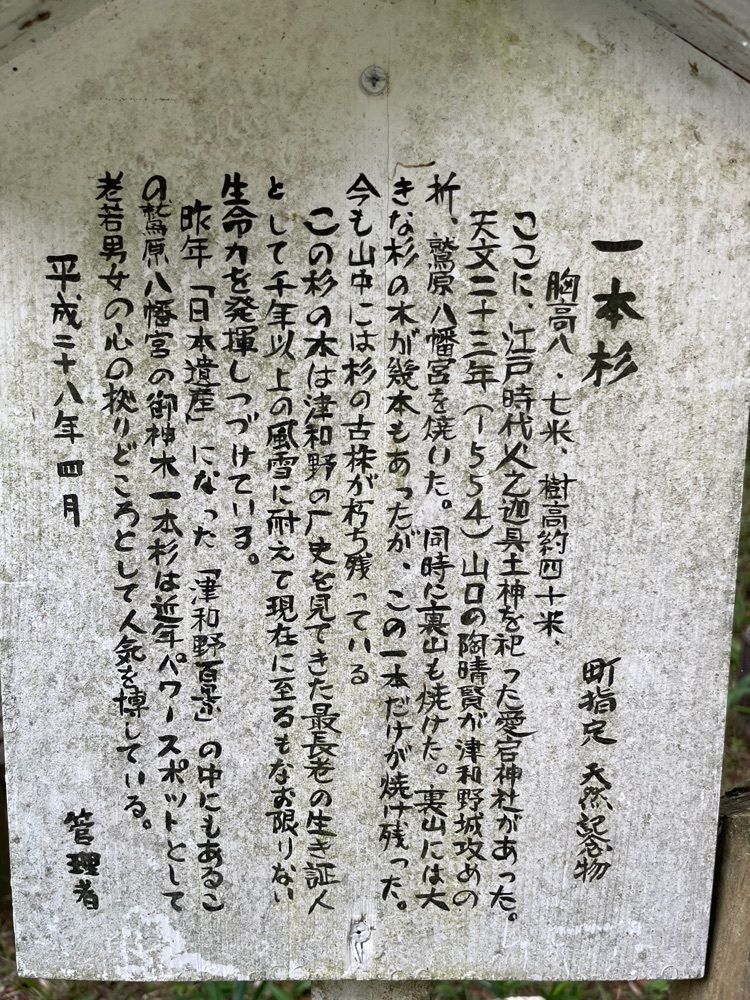 みーなさんが投稿した鷲原の大杉に関する口コミの画像