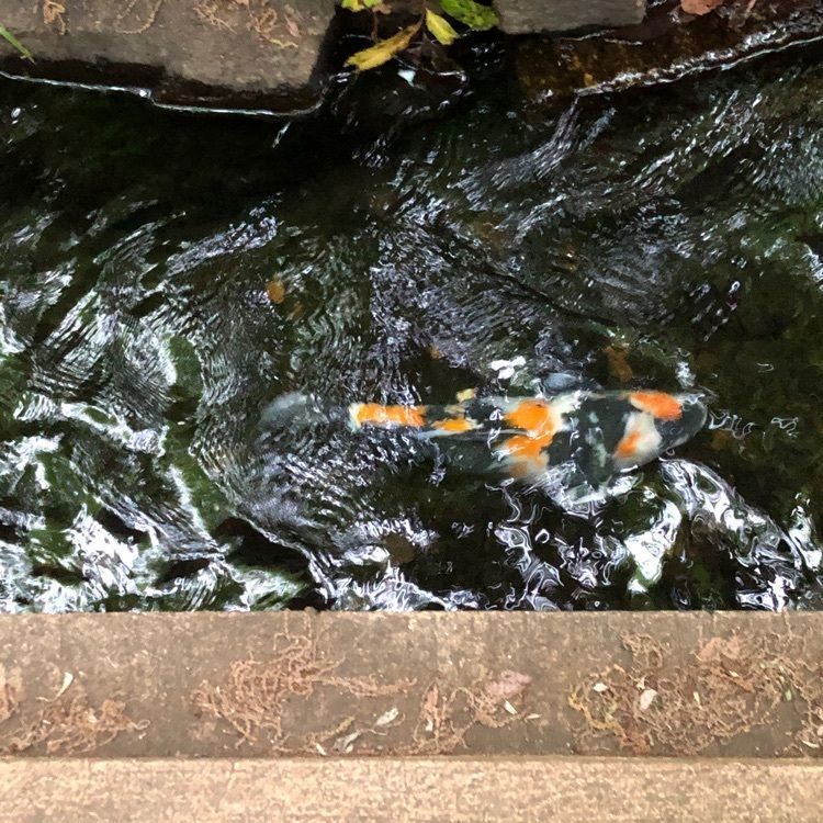 a-chan-0926さんが投稿した玉川上水緑道に関する口コミの画像