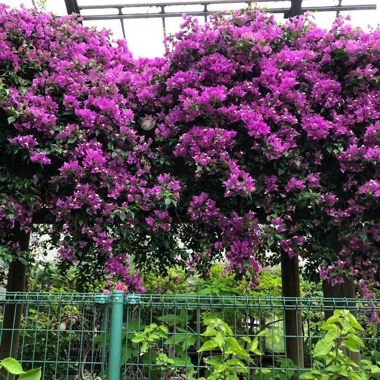 fumiさんが投稿した箱根強羅公園に関する口コミの画像