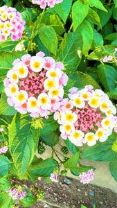 平野観光農園