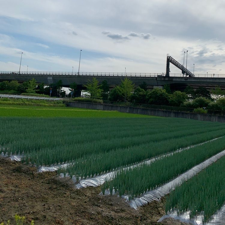 blossom&C7の画像