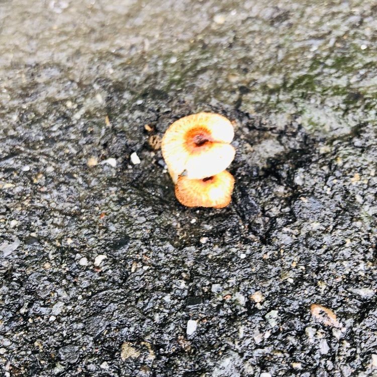 れいんぼうれいんぼうさんが投稿したすたみな亭みえに関する口コミの画像
