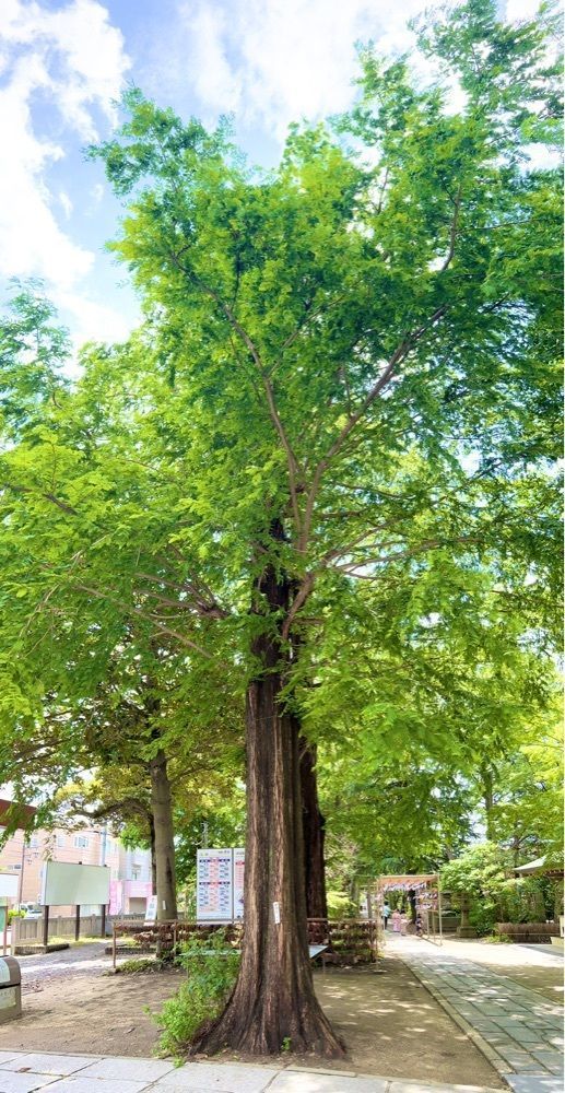 miiさんが投稿した香取神社本殿に関する口コミの画像